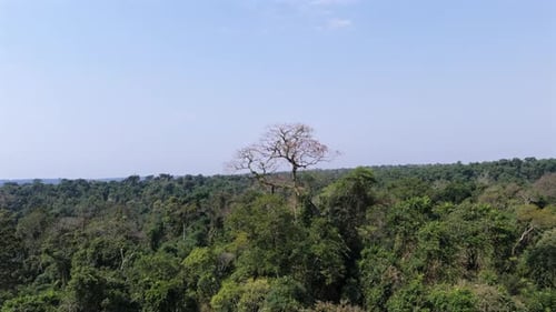 Aerial View of Lush Green Rainforest Canopy