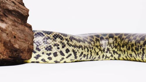 Motif d'écailles d'anaconda jaune sur fond blanc