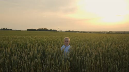 A Small Boy Stands in the Center of a Wheat Field During Sunset in Golden Light