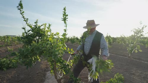 Velho fazendeiro trabalhando na plantação de laranjas e rindo