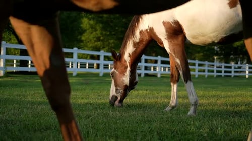 Chestnut Horse And American Paint Horse Walking And Grazing The Farm With Open Enclosure. - slow mot