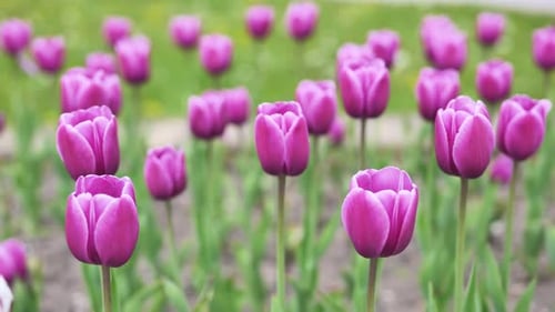 Pink Tulips in a Flowerbed in the City