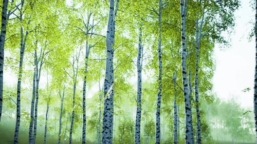 White Birch Trees in the Forest in Summer