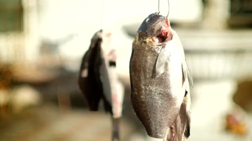 Raw Fish Hanging in the Sunlight