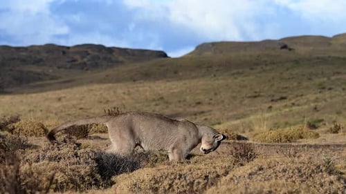 Puma Sniffing the Ground in the Wild Landscapes of Chile
