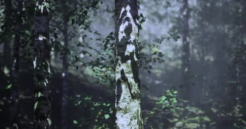 Mysterious Birch Tree Illuminated By Soft Light in a Serene Forest Setting
