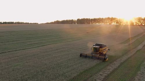 Des batteuses Reaper récoltent le sarrasin en conduisant sur le terrain