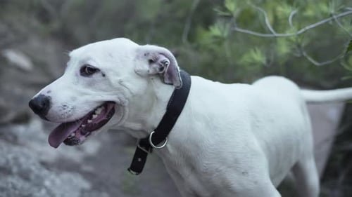 Beautiful White Dog Wagging Its Tail in a Forest Waiting for His Owner