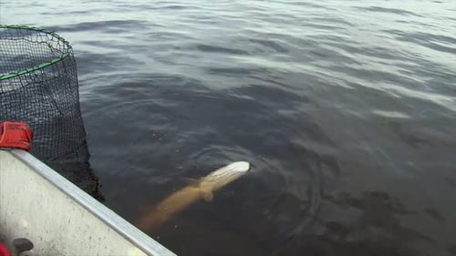 Un brochet faible est libéré dans l'eau - tir moyen