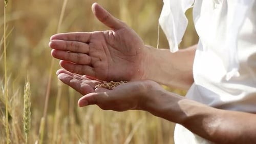 Der Landwirt gießt Weizen von Hand zu Hand auf dem Hintergrund eines Weizenfeldes. Landwirtschaft und Ernte