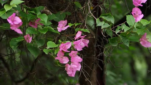 A close-up of a bougainvillea plant with flowers