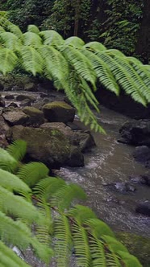 Vertical video. Tropical Ferns And Jungle River Near Tibumana Waterfall Bali