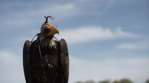Trained Eagle Ready For Flight