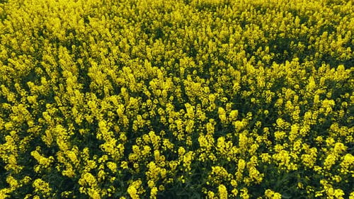 Blooming Rapeseed Field on a Sunny Day Flying Above Stunning Yellow Rape Fields in Spring Vegetable