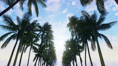 Coconut Tree Plant On Summer Village 02 4K