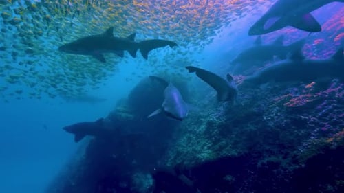 The Majestic Dance: Sea Fish in Clear Water 4k