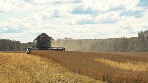 Combine Harvester Working on the Industrial Wheat Field. Machinery Farming and Seasonal