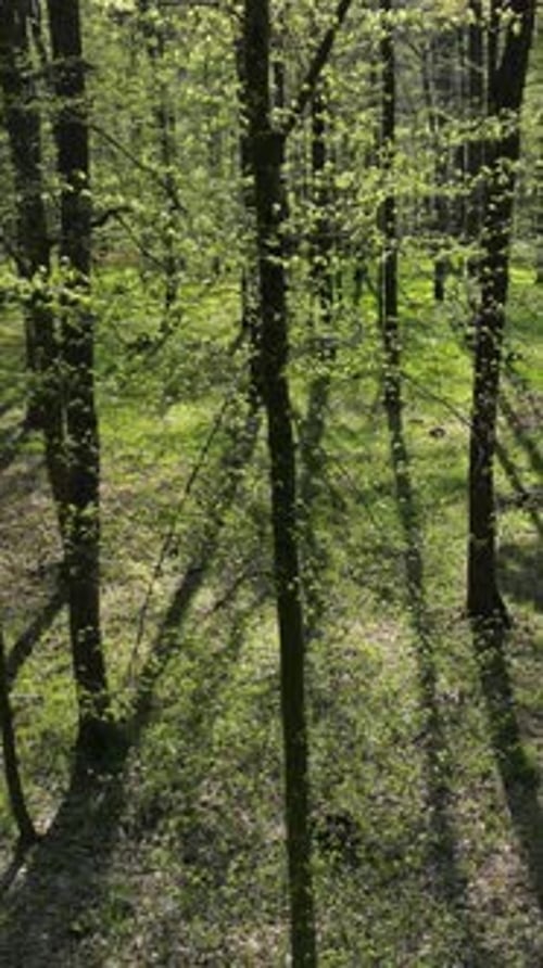 Se déplacer dans la forêt printanière sous le soleil