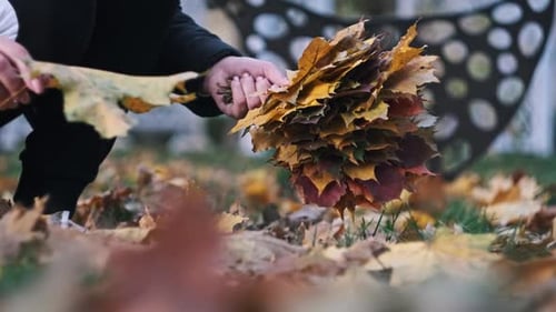 Young Woman Collecting Autumn Maple Leaves on the Lawn in the Park