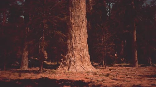 Park's Landscape Transformed By the Setting Sun Dark Forest