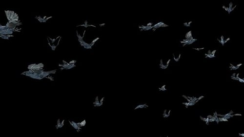 Flying Swarm of Crows on Black Background