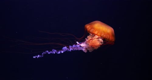 Schwarze Qualle oder Schwarze Meernessel, Pazifik, Chrysaora Achlyos, Meerwasseraquarium in Frankreich