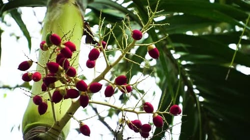 Red Betel Nut Fruits Hanging On Areca Palm Tree On A Windy Day. low angle