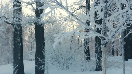 Winter Snowfall on Forest Trees