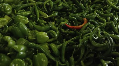 Eine rote Paprika liegt unter den grünen Paprikaschoten