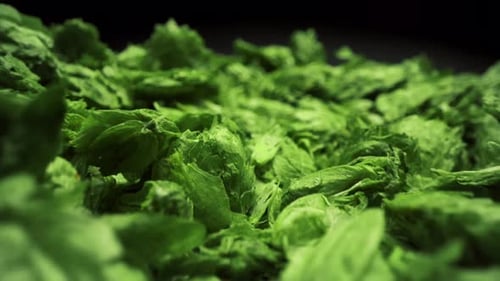 Cones de lúpulo em uma pilha enorme, macro, closeup, empurram 4K de ingredientes de cerveja, folhas de cânhamo de maconha