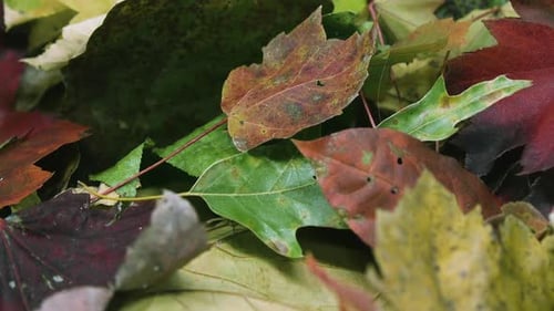 Close panning slowly forward, over a variety of multicolored autumn leaves in a pile. Clip G