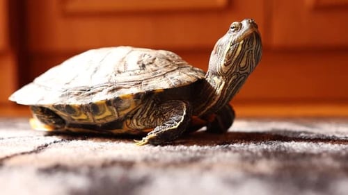 1. Die Leute kümmern sich um eine rote Schildkröte als Haustier und spielen mit ihr.