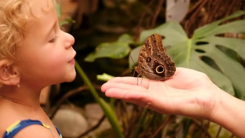 Foco seletivo de borboleta tropical na mão