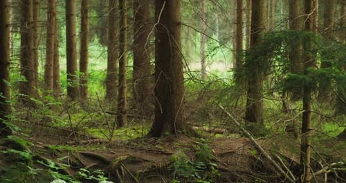 Dense forest trees and undergrowth during the summer sunny day. Virgin coniferous woods in slow-moti