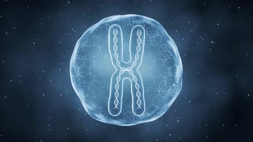 Animated DNA Chromosome Structure in a Microscopic Cell