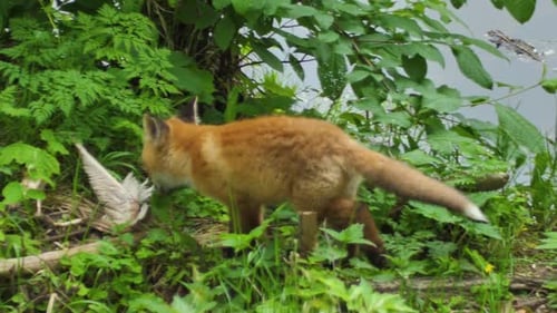 Cute red fox cub stands in the grass and looks at the camera. Red fox close up. Slow motion european
