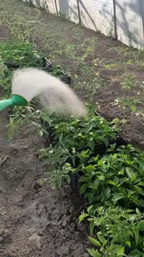 Using a Watering Can to Water Seedling Peppers in the Greenhouse Garden