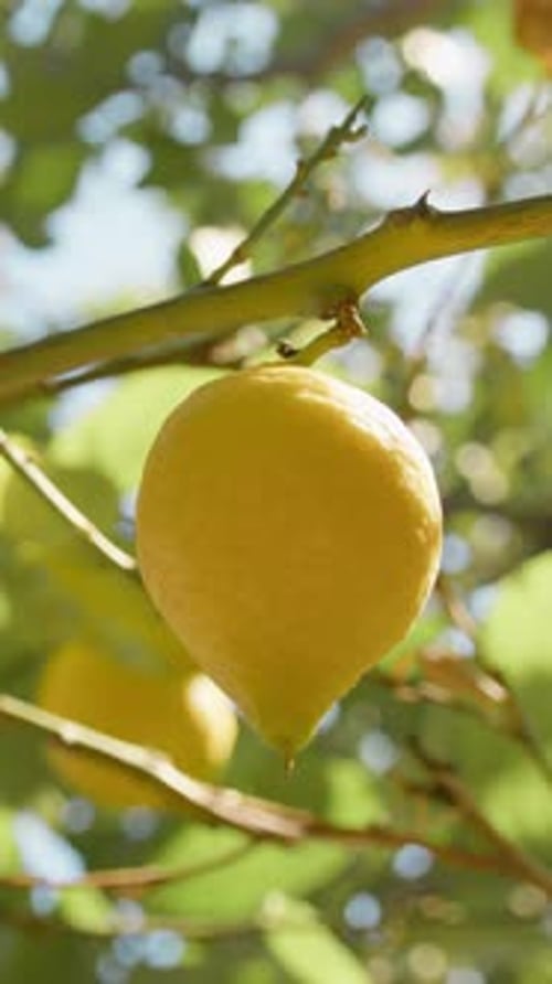 Lemon Tree Branches In South Italy