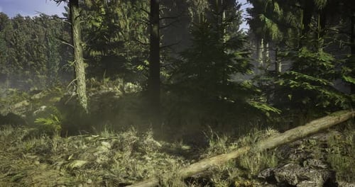 Lush Forest Landscape with Sunlight Filtering Through the Trees in Autumn