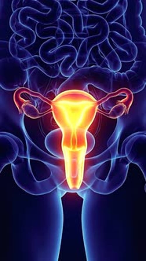 Uterus - Endometrial Metabolic Activity Thermal Map 3D Animation | Manestream Den
