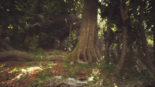 A Lush Forest Setting with a Majestic Tree Bathed in Warm Sunlight