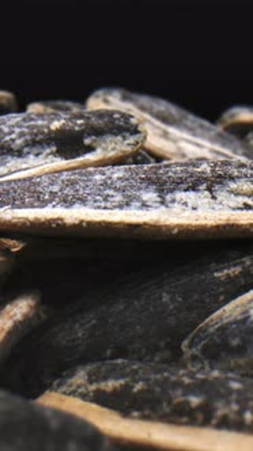 Macro View of Sunflower Seeds