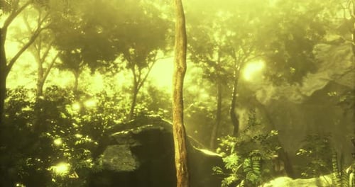 Light Filters Through Lush Forest Canopy Creating a Magical Atmosphere