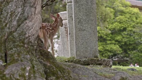 Young Spotted Fawn Standing by a Tree