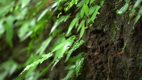 Colorful Bird Entering Hole in Tropical Forest Tree