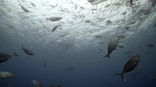 Gran tiburón blanco con cicatrices de batalla Carcharodon carcharias 4K tiburón con cicatrices graves primeros planos de la isla Neptuno