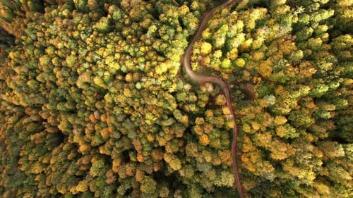 Aerial View of Forest and Winding Road in Autumn