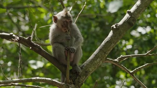 Junger Affe sitzt auf einem Baum im Tropenwald