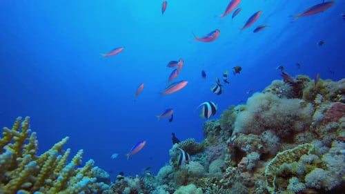 Tropical Colourful Fishes