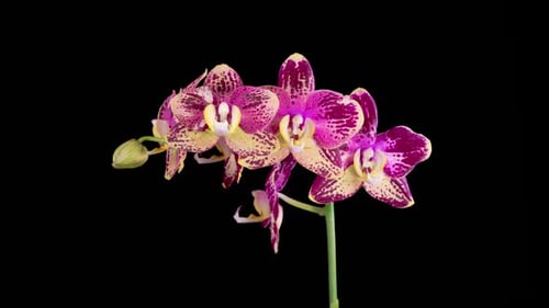 Orchid Blooming Against Black Background, Close Up